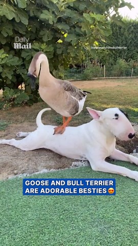 Goose and bull terrier form unlikely animal friendship