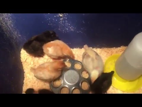 See How Fast Chickens Grow In The First 4 Weeks