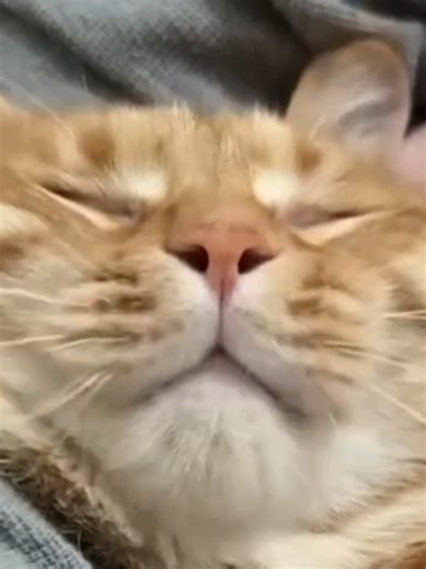 Hilarious Moments with Funny Cats