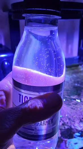 🔴 Los Mejores Copépodos Para Tu Acuario Marino @jelllyfarmer (Acuarios MB) #peces #acuario #peceras