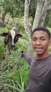 best grass for cattle #cattle