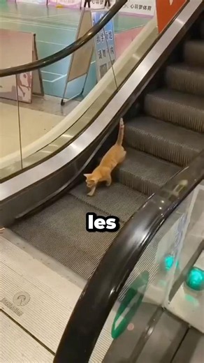 Les chats ont leur propre façon de faire 😂 #chat #shorts