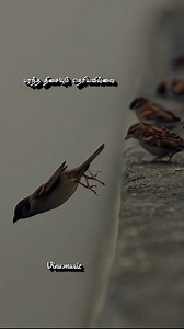 66K views · 1.5K reactions | Please support my instagram page also https://www.instagram.com/vinu.musiz/profilecard/?igsh=dGc4dHdmNm5oenE1 Use headphones  for better sound quality  #instagram #lovesongs #romanticstatus #trendingreels #whatsappstatus | Gayathiri Bala | Facebook