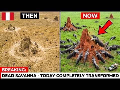 Peru Released 12 Giant Anteaters Into a Dead Savanna — Their Impact on Termite Mounds Shocked All!