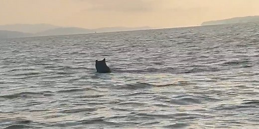 Watch: Black bear spotted swimming through Alabama lake
