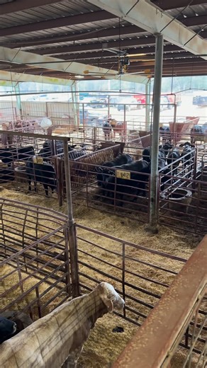🚨 We’re officially 1 hour out from SALE TIME! Gates open, cattle are settled, and we’re rolling at 11 AM sharp. Come see us at Alabama Livestock Auction or bid from anywhere on DV Auction. It’s a good day for good cattle! | Blackbelt Cattle Marketing