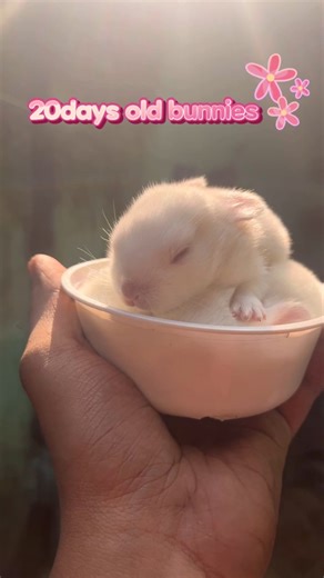 The Surprising Truth About Newborn Bunnies