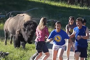 Angry Yellowstone Bison Chases Group of Tourists That Wandered Way Too Close