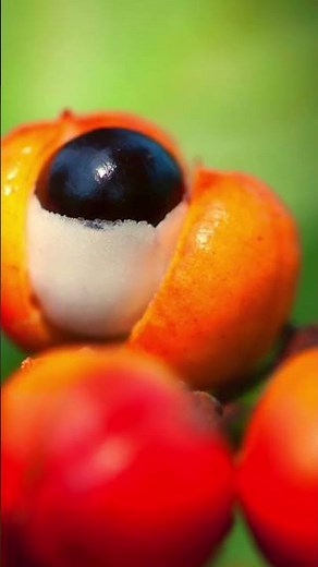 What does guarana do to the body? Discover the incredible results now!