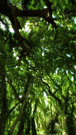 The Magical Forest of Maui's Honolua Bay 🍃