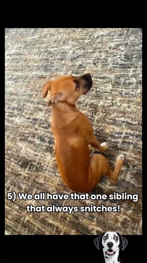 Naughty dogs in trouble with mom and dad #funny #naughtypets #dogs