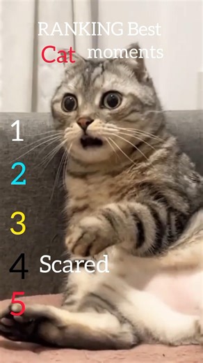 ​Top 5 Hilarious Cat Moments: Wait For The End! 🙀🕺#FunnyCats Ranking #Shorts