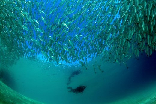 The Top 13 Dive Sites in Malaysia