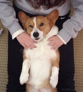 Loki loved few things more than massages from mama ♥ #tbt #LokiForever | Loki & Friends