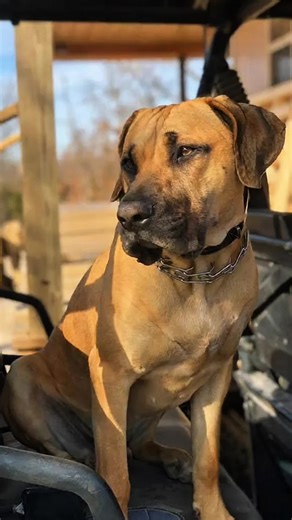 Black mouth cur #huntinglegacy