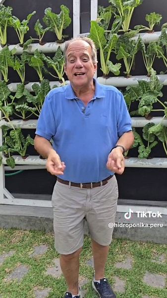 Curso Virtual es lunes, martes y miércoles por ZOOM INSCRIBETE en nuestra tienda virtual vía este link: tienda.hidroponika.com.pe o al WhatsApp 51 914 570 122 #lulli #hidroponika #hidrocultura #hambre #agronomia #saludable #lamolina #huerto #huertourbano #arandanos #inia #hidroponiaencasa