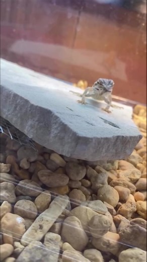 Boom….. Treat your reptiles right with Tastycritters feeder insects, link in bio @The Yox2 Experience #herecomestheboom #reptilesoftiktok #feedingtime #beardeddragon #babybeardeddragon