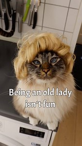 Cats with wigs 😂 | Missenell