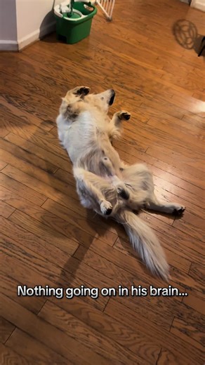 Meet the North American House Sloth: The Social Snackers