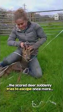 Heroic Women Saves Deer Tangled in Electric Tape ❤️🙏