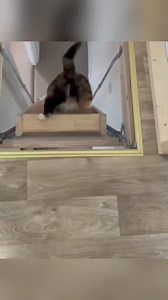 429K views · 10K reactions | Episode 179 | Funny cat videos...