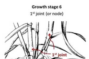 Wheat growth stage 6 signals game on!