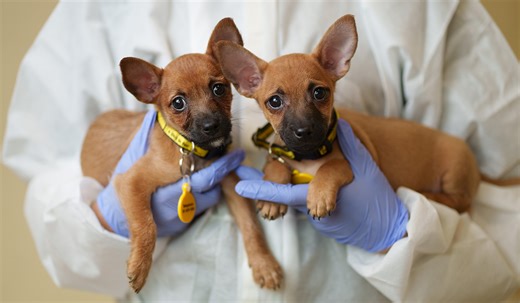 Doggy census reveals top pooch names in Ireland