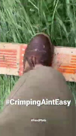 Crimping Rye for Buckwheat Seed on FoodPlot for Deer