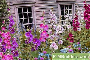 How To A Propagate A Hollyhock 🔧🔧 Tipps Für Heimwerker. Machen Sie Ihre Eigenen Hände - 2025