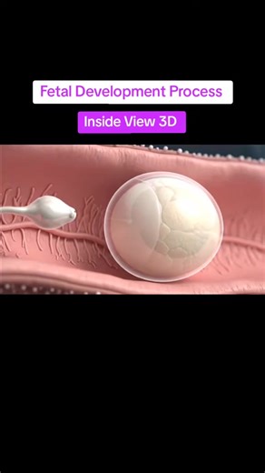 Fetal development process #humanfetaldevelopment #babydevelopment #biology #anatomy #creatorsearchinsights | Copaamericaeng