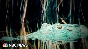 Scientists record first ever 'virgin birth' in endangered crocodile - The Global Herald