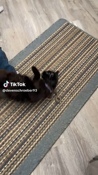 Encountering a Bull Snake in My Home