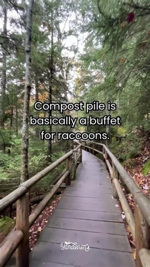 The surprising reason your compost keeps disappearing…