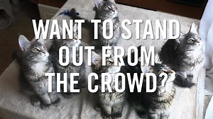 1.8K reactions · 159 shares | Want to stand out from the crowd?‍♀️‍♂️ Sign up for our online human rights courses, where you can join a global community, use our online forum to speak to people across the world and get a certificate to add to your CV. | Amnesty International Africa | Facebook