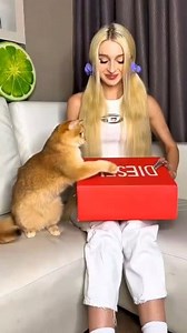 Catnika won my hearts 💗 #cat #cats | Cat Nika princess