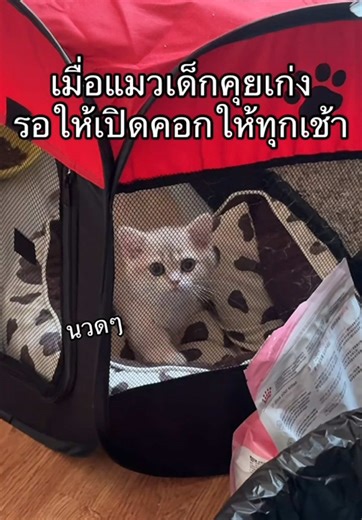 มิ๊เปิดคอกให้ผมหน่อยค้าบ🥹😻🐈✨💖 #ลูกแมว #แมวพูดได้ #แมวน่ารัก #เคล็ดลับสัตว์เลี้ยง #นินจาแมวที่ขาสั้นๆอะ