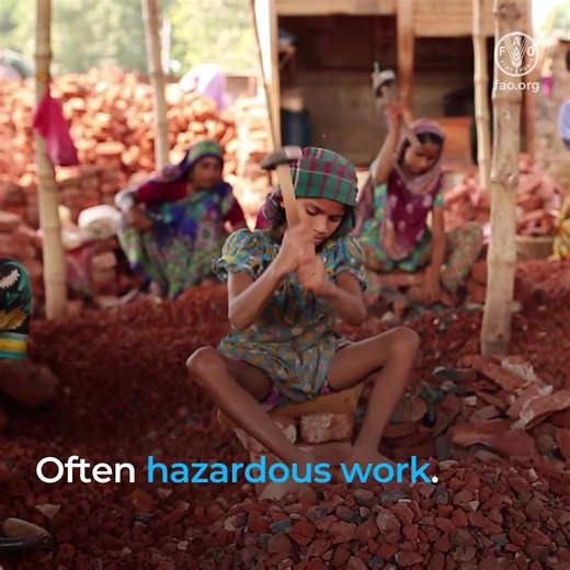 4.6K views · 108 reactions | Child labour robs 138 million boys and girls of their childhoods. Most work in agriculture — one of the most dangerous sectors. FAO is tackling the root causes of #ChildLabour in agriculture by supporting farming families and promoting sustainable agriculture. | Food and Agriculture Organization of the United Nations (FAO) | Facebook