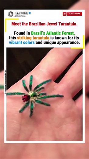 One of the most colorful tarantulas in the world.