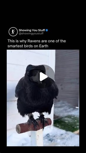 Stuff | Interesting Facts Knowledge | This showcases the incredible cognitive intelligence of ravens. In this specific experiment, the raven must navigate a multi-step problem:... | Instagram | Brandon Irons