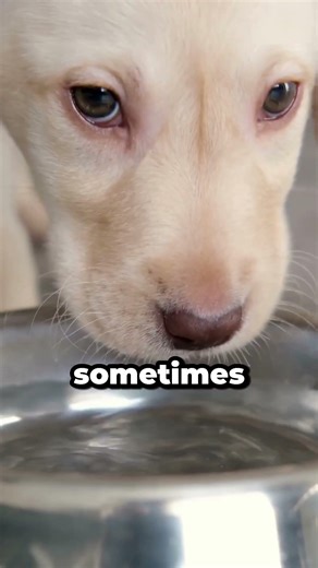 He Drinks and Walks Away Quickly 💛🐾 A Subtle Hydration Discomfort in Senior Dogs