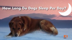 1.6K views · 20 reactions | Let sleeping dogs lie  Your dogs sleep patterns depend on age, activity level and even breed! How do your dogs sleep patterns compare?  | DOGTV | Facebook