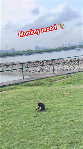 These Monkey Reactions Are TOO REAL 😭🐒 #monkeyvideo #singapore #animals