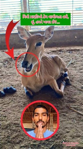 Why Do Animals Chew the Cud?🐄 Secret Science of Ruminants Amazing Animal Digestive System Explained