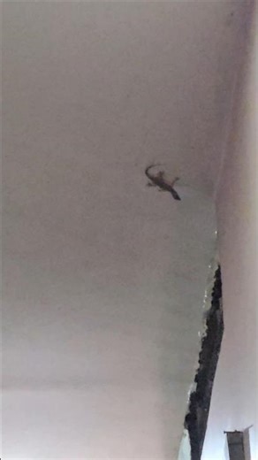 😱😱😱 #viral #shorts