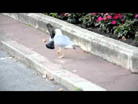 Seagull kills a pigeon