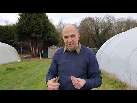 Why Are The Birds DIGGING UP My Lawn??