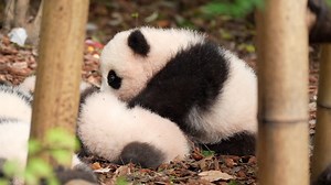 62K views · 5.4K reactions | Panda babies cannot resist each other’s charm either! #HiPanda #ChengduPandaBase #PandaMoment #HowGiantPandasGrowUp #PandaFun For more panda information, please check out: https://en.ipanda.com | iPanda | Facebook