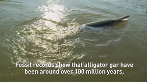 They look like giant creatures you might find in the depths of the ocean, but alligator gar are freshwater fish — and they have become the new star of the fishing world. CGTN’s Mike Miller reports from Texas, about the prehistoric fish that's become so popular. | CGTN America
