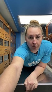 32K views · 370 reactions | Ball Python clutch #2 Sponsored by Cold Blooded Cafe Use code MEGACONDA10 to get 10% off your first order. #ColdBloodedCafe | MegaConda | Facebook