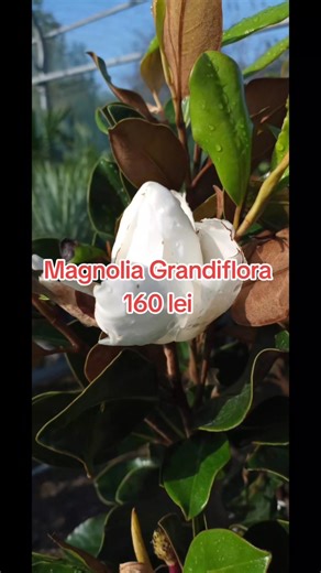 Nu toate magnoliile înfloresc primăvara. Unele își aleg vara și rămân verzi tot anul. Magnolia grandiflora este diferită de magnoliile clasice pe care le vedem în martie–aprilie. Este veșnic verde și înflorește vara, când majoritatea arborilor ornamentali au trecut deja de momentul de vârf. Frunzele sunt groase, lucioase, cu dos brun-ruginiu, iar florile sunt foarte mari, albe, cu parfum intens. Nu face un „exploziv” covor de flori primăvara, ci înflorește treptat, pe parcursul verii. Ce merită 